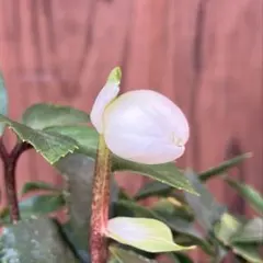 あだーじょ様 リクエスト 3点 まとめ商品