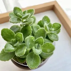 mojmoj様 リクエスト 2点 まとめ商品