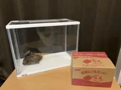 水槽　GEX 10L 一式　流木つき（引取り1,500円）
