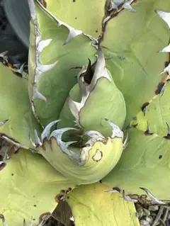 アガベ チタノタ Agave titanota ビルベイカー株 親株 #2 アガベ チタノタ Agave titanota ビルベイカー株 子株 #2-2 - メルカリ