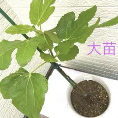 イチジク苗木 ゴールデンレインボー 1鉢 - メルカリ