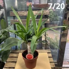 2026年最新】観葉植物 ユッカ エレファンティペスの人気アイテム
