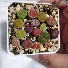 58 リトープス 寄せ植え 6㌢鉢 多肉植物 観葉植物のサムネイル
