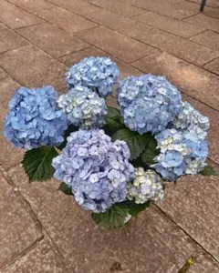 新品種 紫陽花 アジサイ 那由多 なゆた 4号 ブルー 現物 22 - メルカリ
