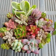 norichan様 リクエスト 3点 まとめ商品