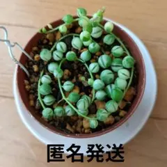 斑入りグリーンネックレス　多肉植物　抜き苗