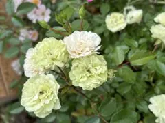 バラ　グリーンアイス　揷し木苗＊ネコポス