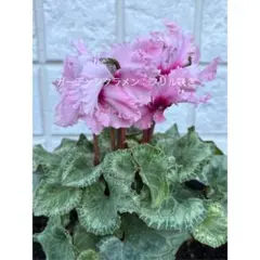超貴重種 ゲラニウム ジェスターズジャケット 宿根草 種子12粒 花 種