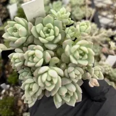 Top【選抜株】多肉植物 26036ピンクプロリフィカ 35個 鉢無し/脱土