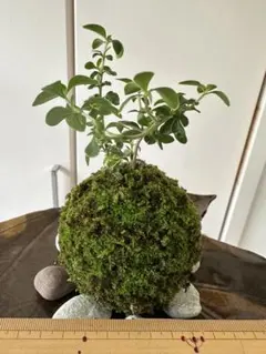 苔玉　紅丁花のサムネイル