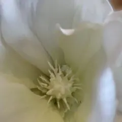 Item thumbnail for item f42f1748-1c49-4b4b-86b1-460452bf5f7b