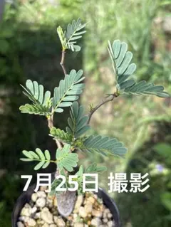 センナ・メリディオナリス 実生のサムネイル