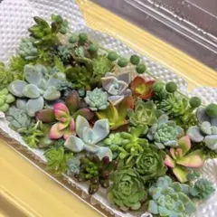 数量限定★絶対お得★ 多肉植物　カット苗　寄せ植え　名前一覧付きのサムネイル