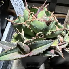 2026年最新】アガベ大鋼牙の人気アイテム - メルカリ