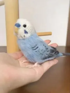 羊毛フェルト セキセイインコ　実物大　青　ブルー　ぬいぐるみ