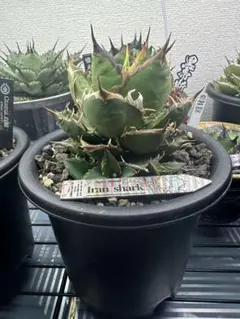 アガベ　シャークバイト　子株 成長記録]アガベ・シャークバイト-PlantsLog.GIF