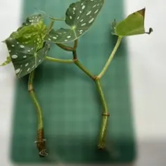 白斑入り 実生/抜き苗 クロヨナ クロユーナ マメ科 常緑樹木 植物園芸