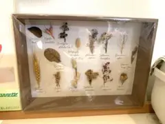 やんやん様 未開封　salut サリュ ボタニカル標本パネル フレーム