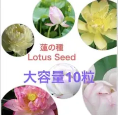 sirokuro様 リクエスト 2点 まとめ商品