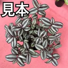 つゆくさ出品 2025年最新】ときわつゆくさの人気アイテム - メルカリ