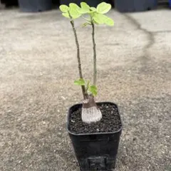 枝垂れネムノキ Albizia Pendula 苗木開花中10号ポット約80cm - メルカリ
