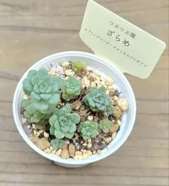 ❣️札つき 多肉植物 セダム つぶつぶ屋 ☆ざらめ☆ 抜き苗 - メルカリ