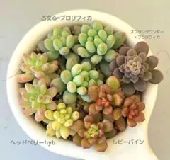 購入済み　No32 メキシコプリドニス×乙女心　カット　ネコポス発送　多肉 購入済み No32 メキシコプリドニス×乙女心 カット ネコポス発送 多肉