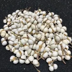 ナンキンハゼ ヘッド130個　2粒　C