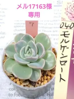 メル17163様 リクエスト 2点 まとめ商品