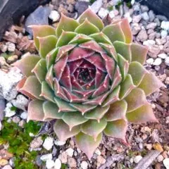 2025年最新】品種名：センペルビウム その他多肉植物の人気