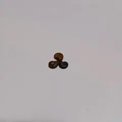 アンモナイト