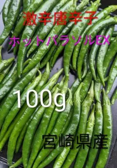 『本日発送』宮崎県産《新鮮》青唐辛子【ホットパラソルEX】(激辛)100gのサムネイル