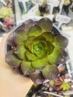 でんでんむし様 リクエスト 3点 まとめ商品