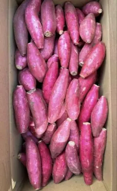 ちびっこ規格外 新物！千葉県産さつまいもシルクスイート小粒たっぷり4.5㌔⑥