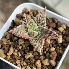 2026年最新】品種名：アロエ 観葉植物 ハオルチア・アロエの人気