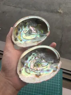 アワビの貝殻 2個セット　洗浄済み　未加工
