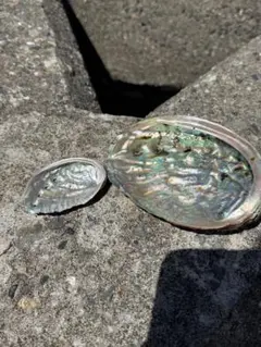 アワビ　貝殻