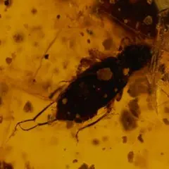 LA596虫入り琥珀化石 ミャンマー カムティかタナイ産 9900万年前