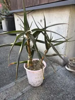 2025年最新】アロエストリアツラの人気アイテム - メルカリ