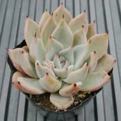 ケイティ様 リクエスト 2点 まとめ商品