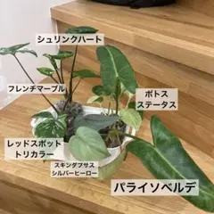 ちえ様 専用です、ご購入はご遠慮下さい。