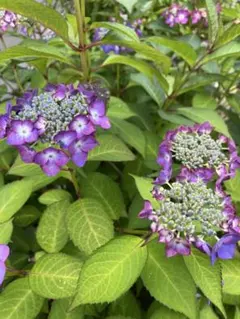 アジサイ／紫陽花　アジアンビューティー　2026夏発根⑦
