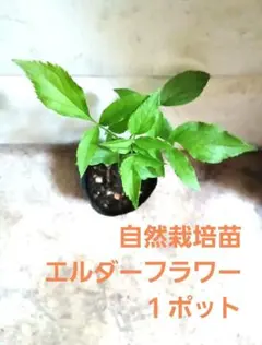 ブルーベル様 リクエスト 2点 まとめ商品