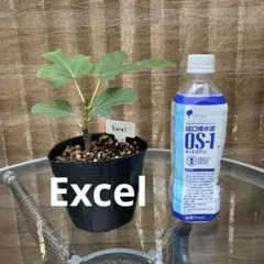 いちじく苗　Excel 結実確認済み　鉢上げ済み　匿名配送のサムネイル