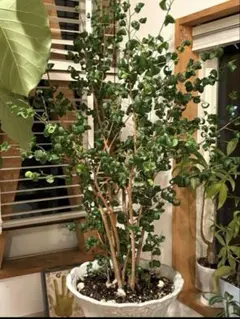 ベンジャミンバロック 圧巻の230cm！】キャスター付き受け皿付き