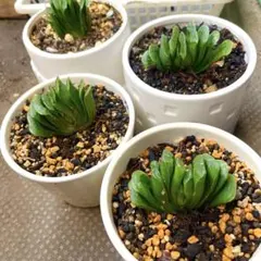 2025年最新】ハオルチア 玉扇の人気アイテム - メルカリ