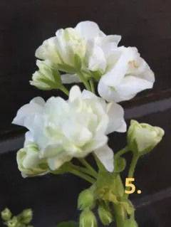 5.ゼラニウム 薔薇咲き ゼラニューム 白 花苗 1本 お花付き 匿名配送のサムネイル