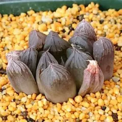 多肉植物　ハオルチア OB-1×オブツーサ錦黄色斑　B-28