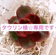 ☆タウリン様☆専用です