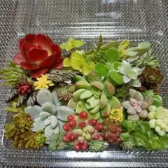 多肉植物 寄せ植え カット苗詰め合わせ